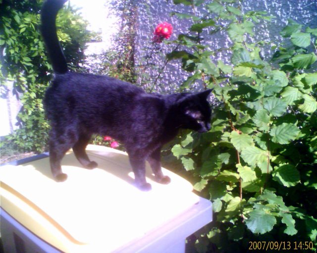 2007-09-16 Sieste dans herbe_l.jpg